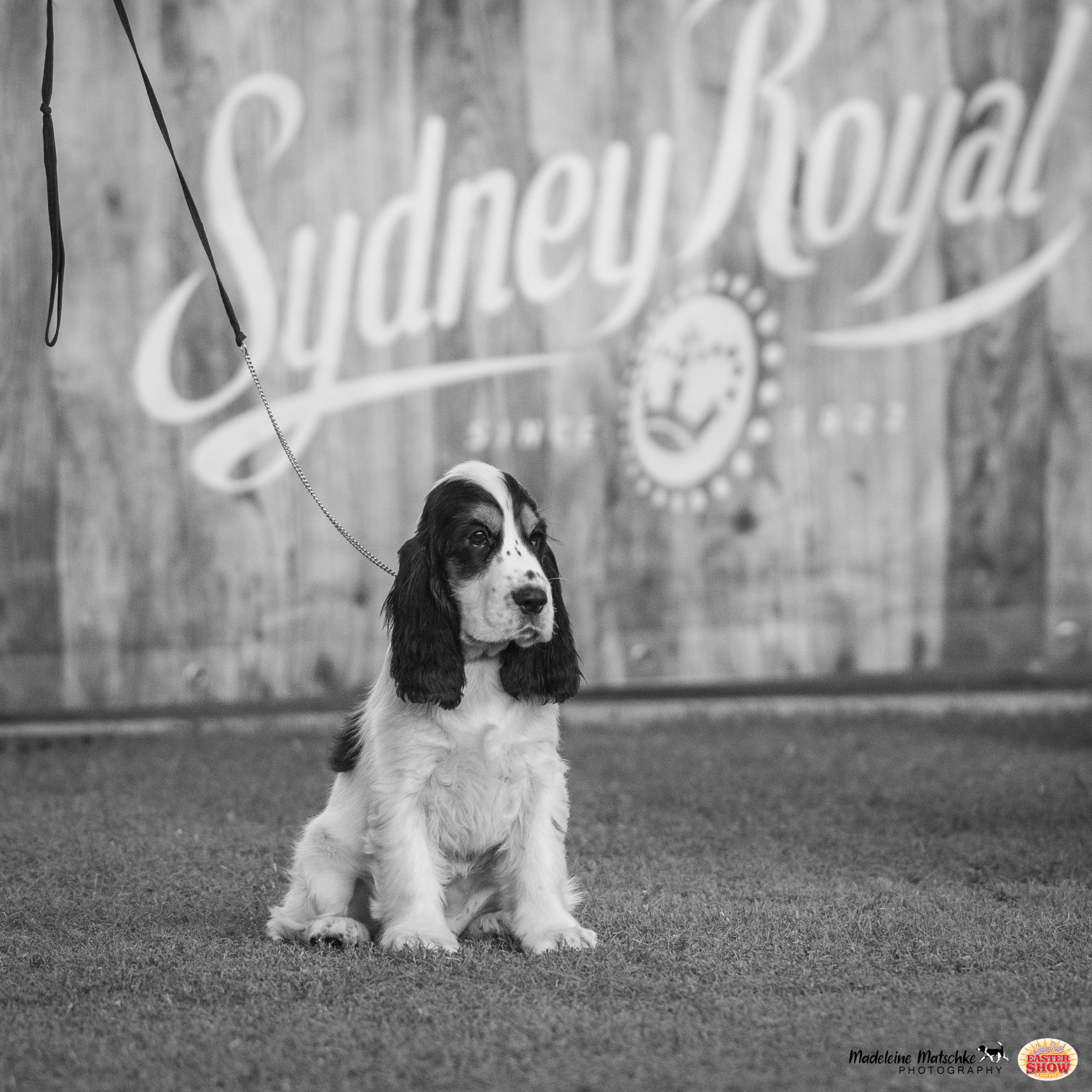 Sydney Royal Easter Show 2021 GALLERIES Dogs Madeleine Matschke