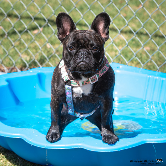 French Bulldog Club of SA's 1st Birthday