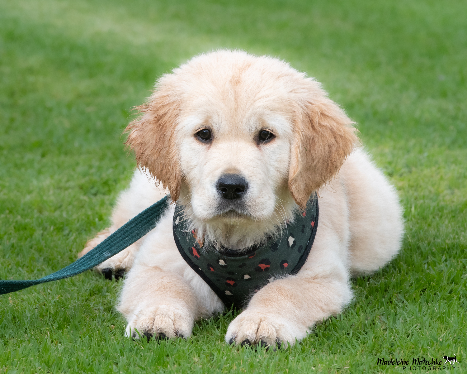 Dogs SA Winter International, 2022 GALLERIES Dogs Madeleine