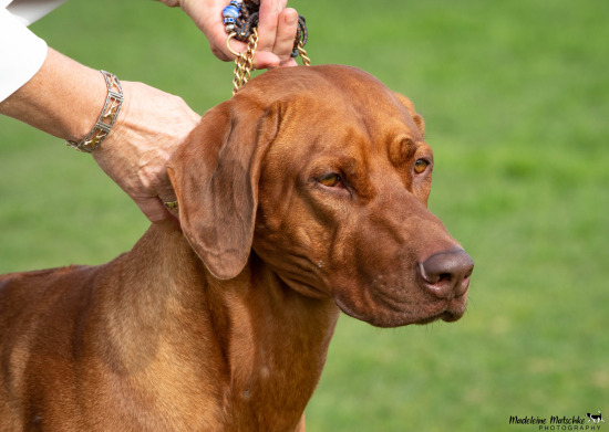 Dogs SA Winter International 2023